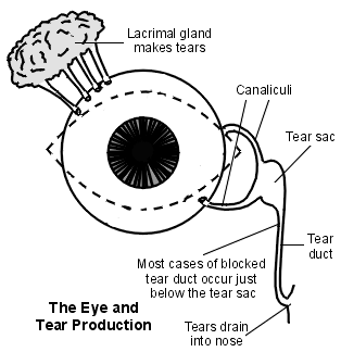 Diagramm der Augen- und Tränenproduktion