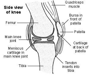 Querschnitt durch das Knie mit Darstellung der Kniescheibe