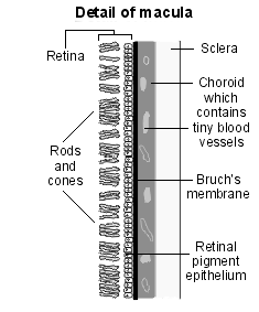 Schematische Darstellung der Makula