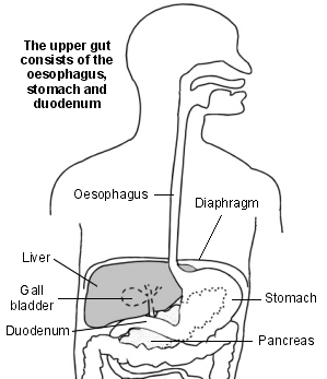 Oberer Darm und benachbarte Organe