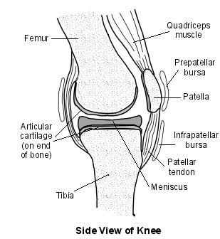 Knie des Hausmädchens