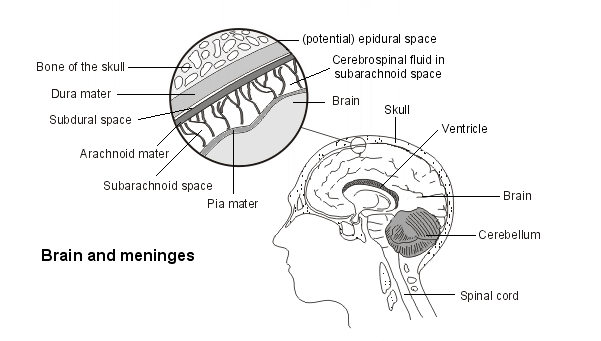 Gehirn und Hirnhäute zur Erklärung der idiopathischen intrakraniellen Hypertonie