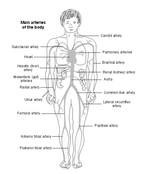 arteries of the body