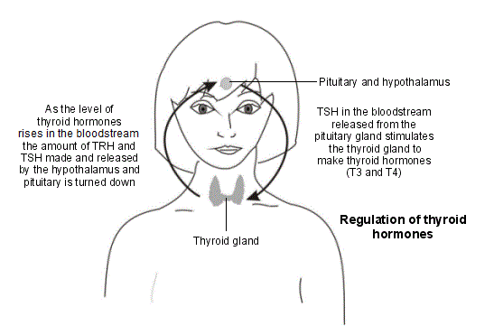Regulierung der Schilddrüsenhormone