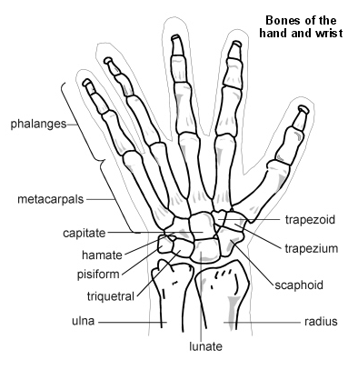 Knochen der Hand und des Handgelenks