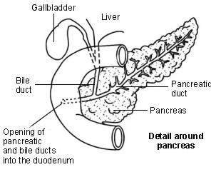 Schema mit Details der Bauchspeicheldrüse
