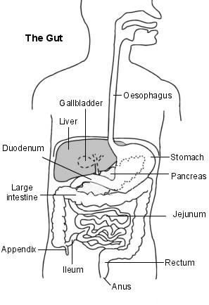 Querschnittsdarstellung des Abdomens mit Darstellung der gesamten Magen-Darm-Organe