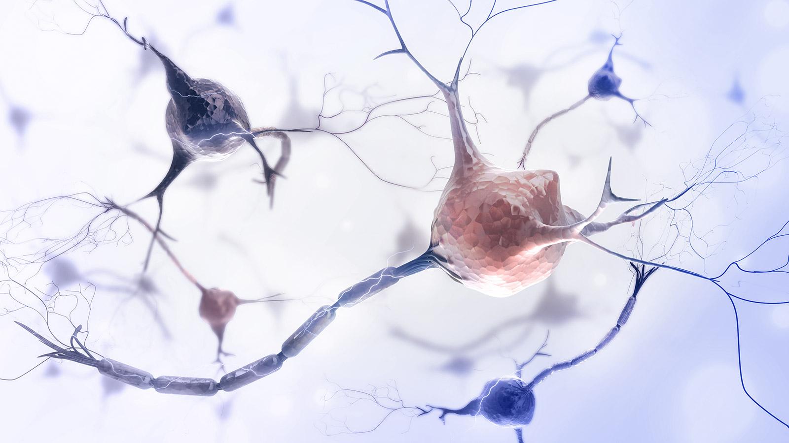 3D-Illustration von Neuronen mit verzweigten Verbindungen, die rosa und blaue Zellkörper vor einem weißen Hintergrund zeigen.
