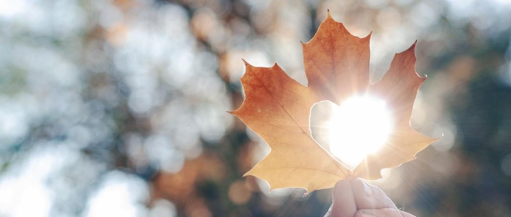 Orangefarbenes, herbstliches Ahornblatt mit herzförmigem Ausschnitt, das gegen das Sonnenlicht gehalten wird und einen Glüheffekt erzeugt.