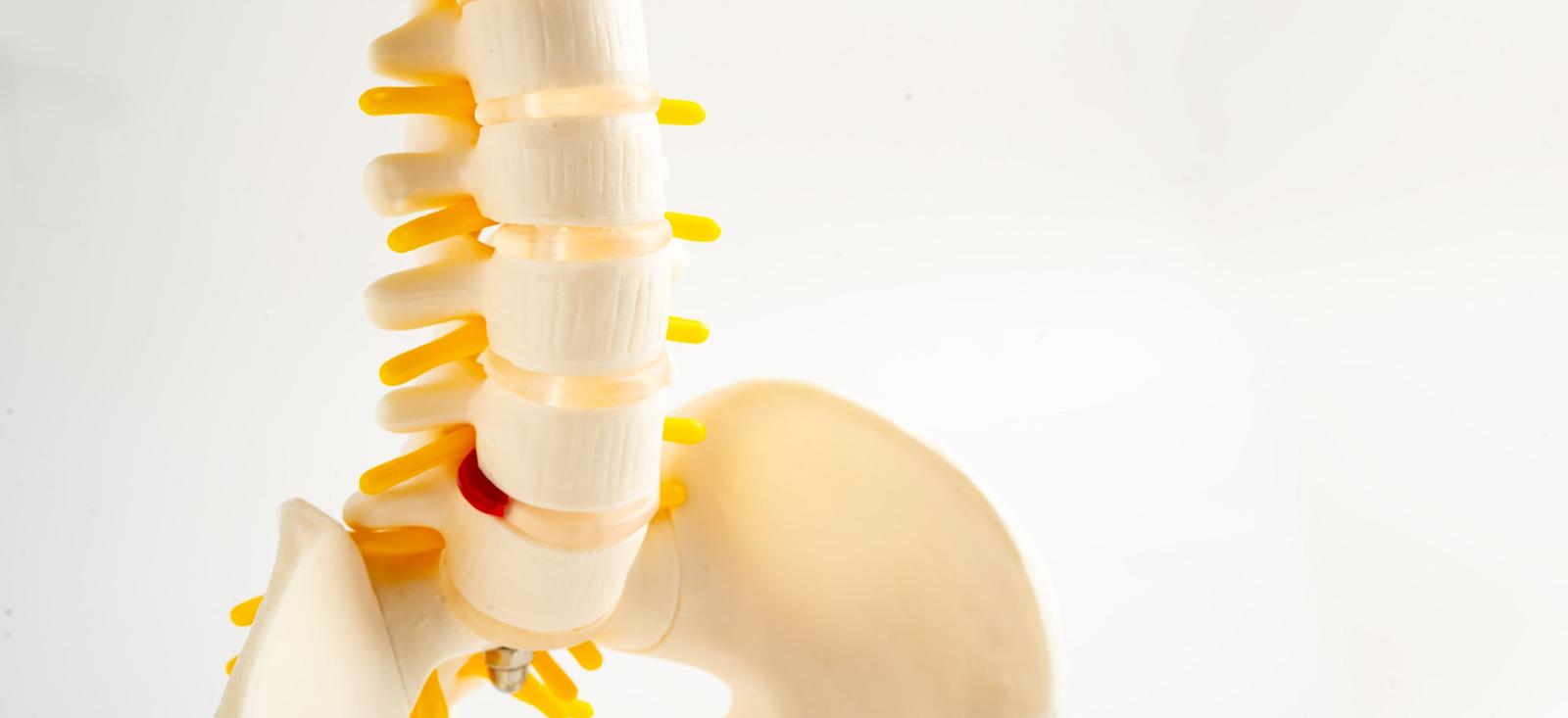 Eine Nahaufnahme eines Skelettmodells.