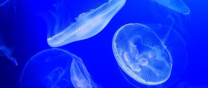 Multiple blue jellyfish swimming in sea.