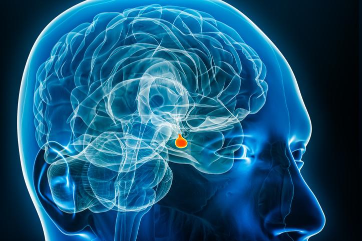 Hirnanhangdrüse