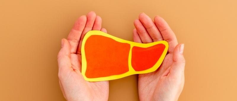 Hands holding yellow and orange cut-out of human liver against pale orange background.