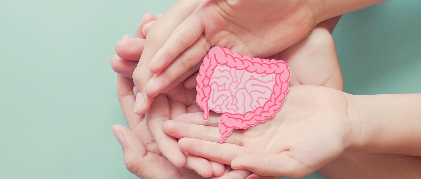 Die Hände halten einen aus Pappe ausgeschnittenen Darm