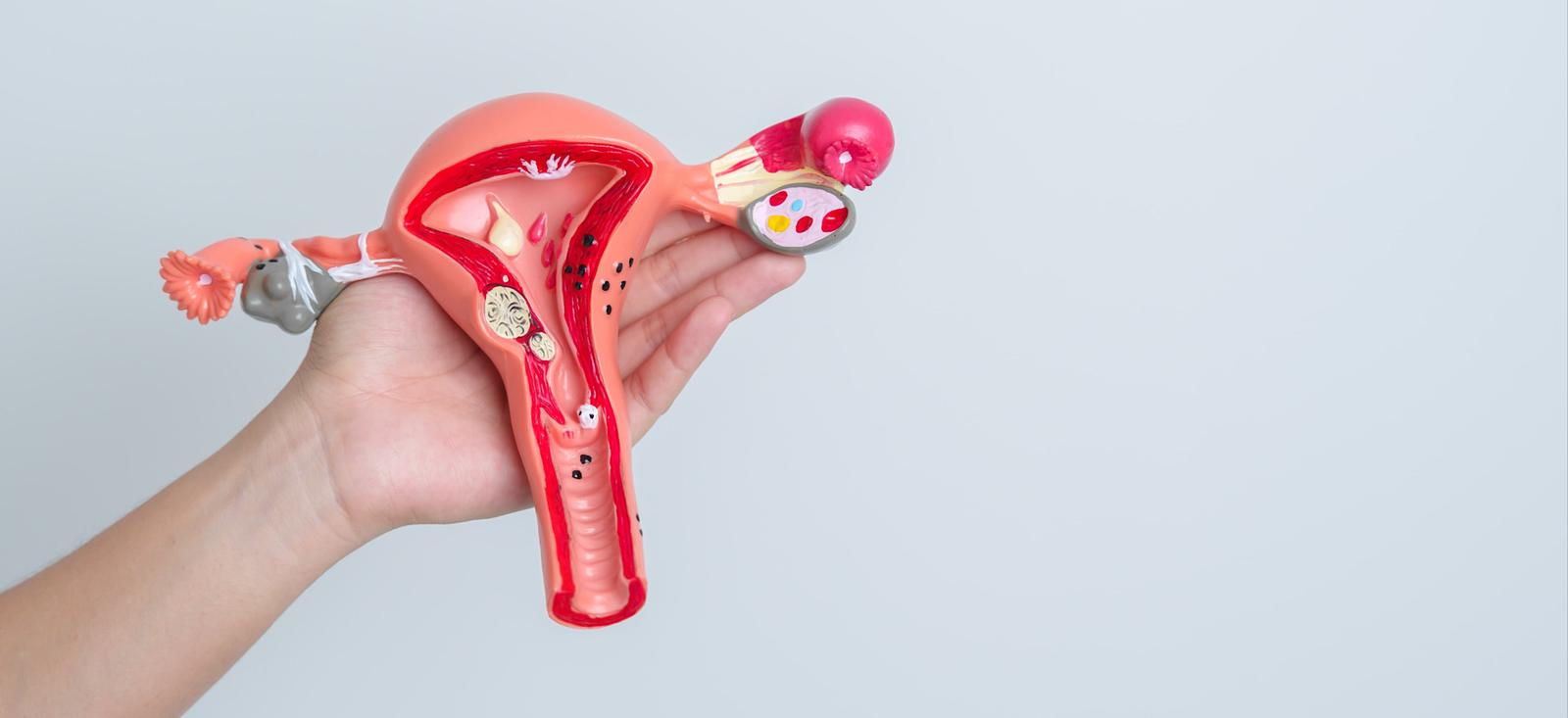 Anatomisches Modell des weiblichen Fortpflanzungssystems mit Gebärmutter, Eileitern und Eierstöcken vor hellem Hintergrund.