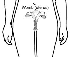 Weibliche Fortpflanzungsorgane