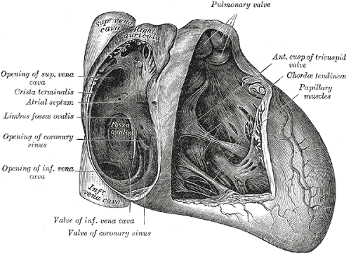 Interatrialseptum