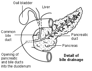 Bauchspeicheldrüse - Abfluss der Galle