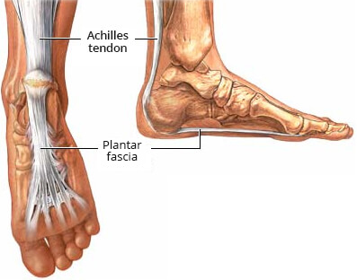 Plantarfaszie und Achillessehne