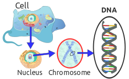 DNA in der Eukaryontenzelle