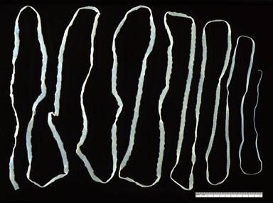 Bandwurm Taenia saginata
