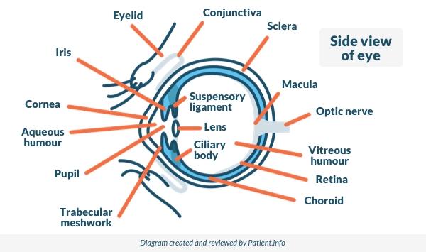 Seitenansicht des Auges