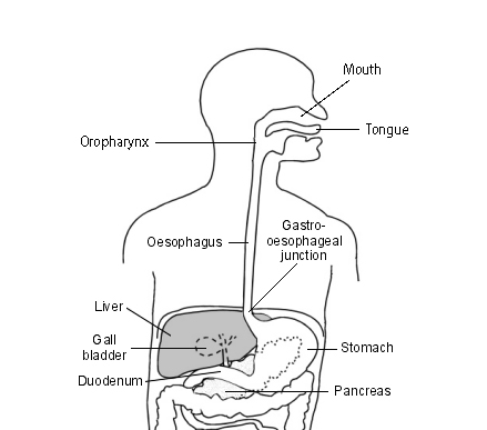 Oropharynx und Ösophagus