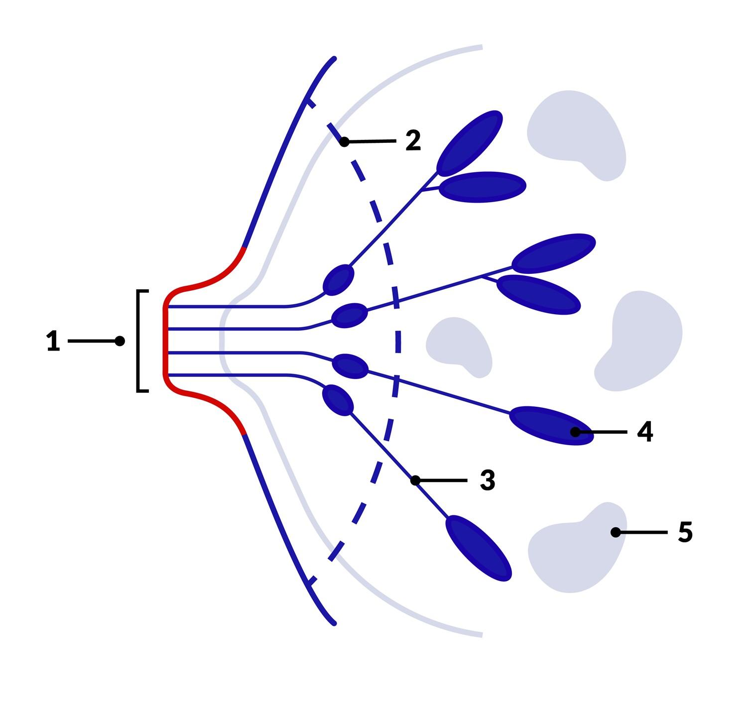 1) Brustwarze
2) Warzenhof
3) Milchgang
4) Lappen
5) Fettgewebe