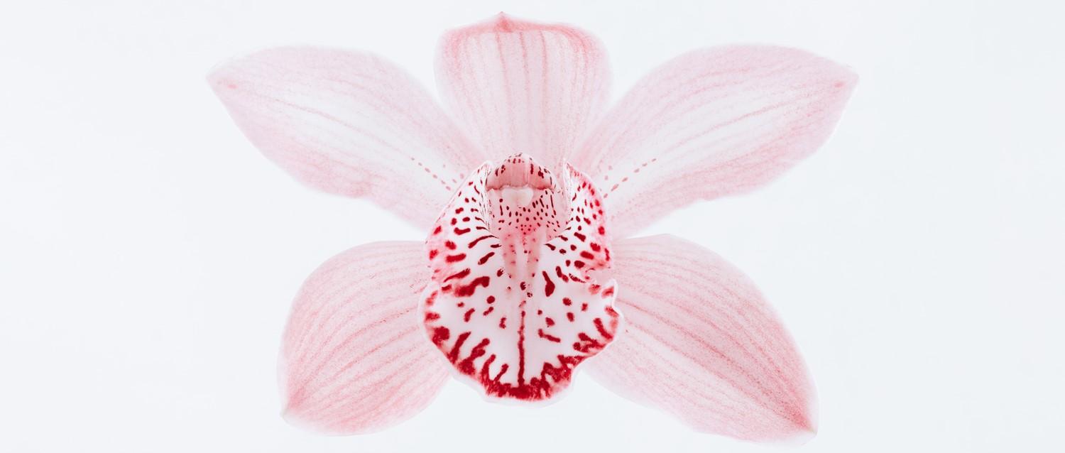 Zarte rosa Orchideenblüte mit rot gesprenkeltem Zentrum auf weißem Hintergrund