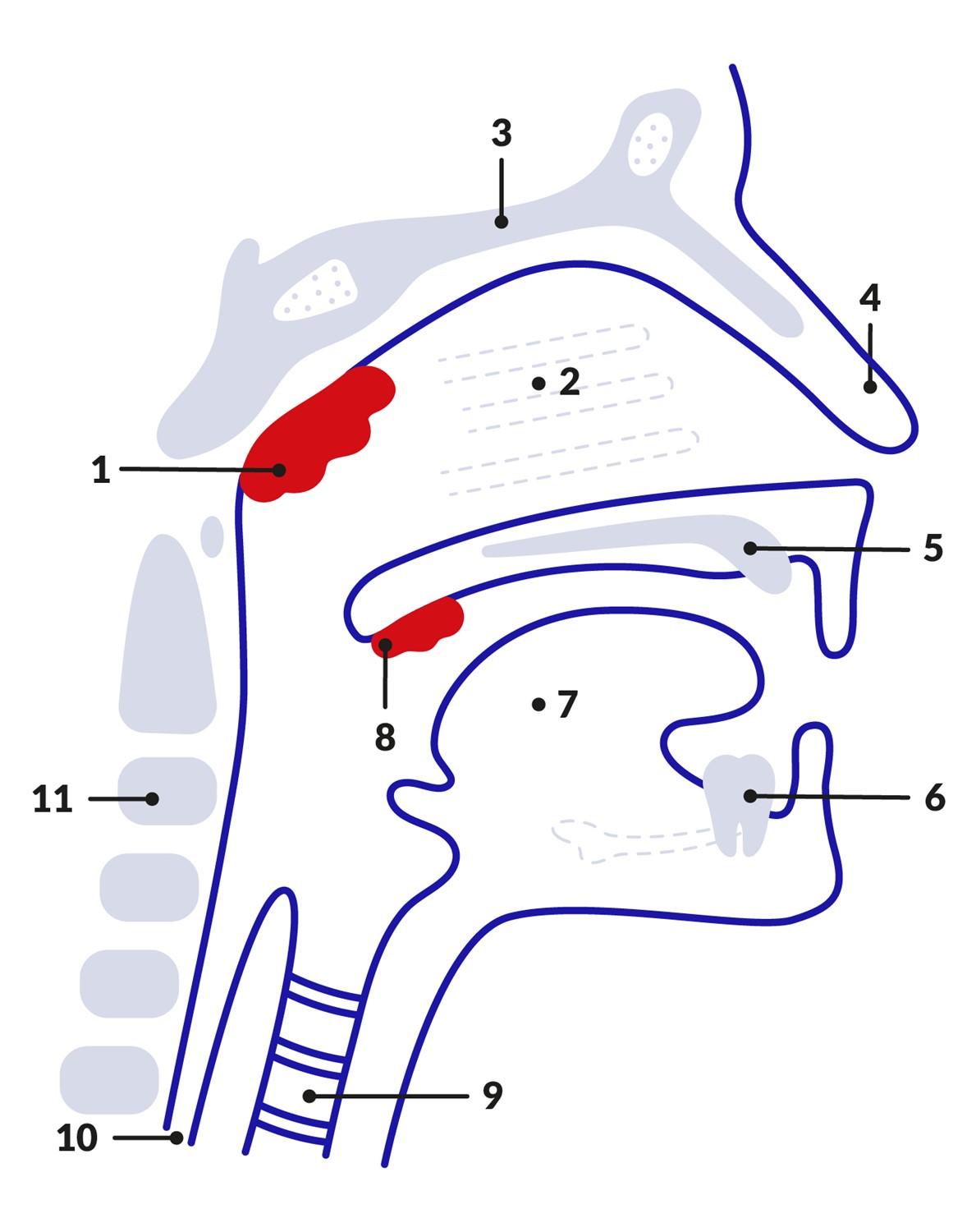 Diagramm der Mund- und Nasengänge