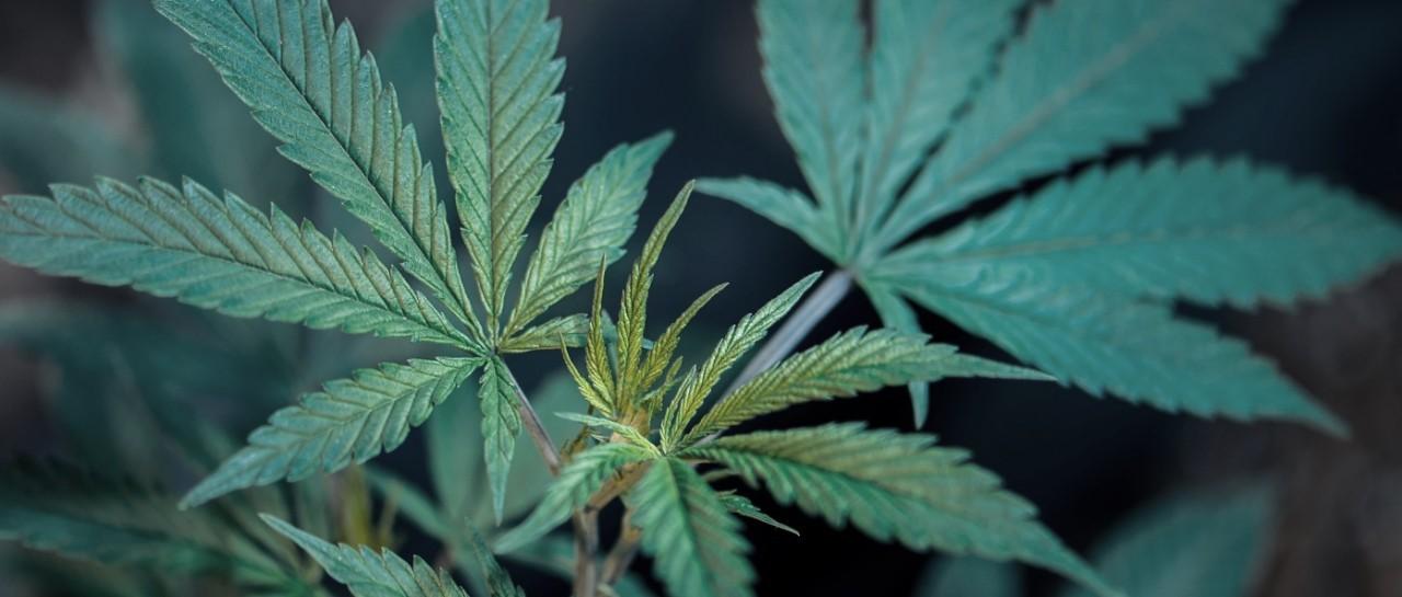 Cannabis Compound
