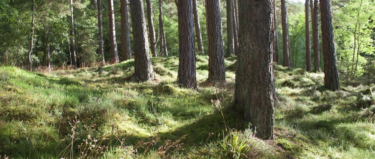 Die Zahl der Borreliose-Fälle in Großbritannien ist möglicherweise dreimal höher als geschätzt