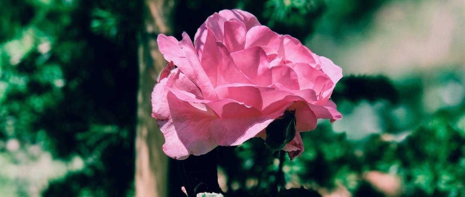 Labiaplastiken - was sind sie und sind sie überhaupt medizinisch notwendig?