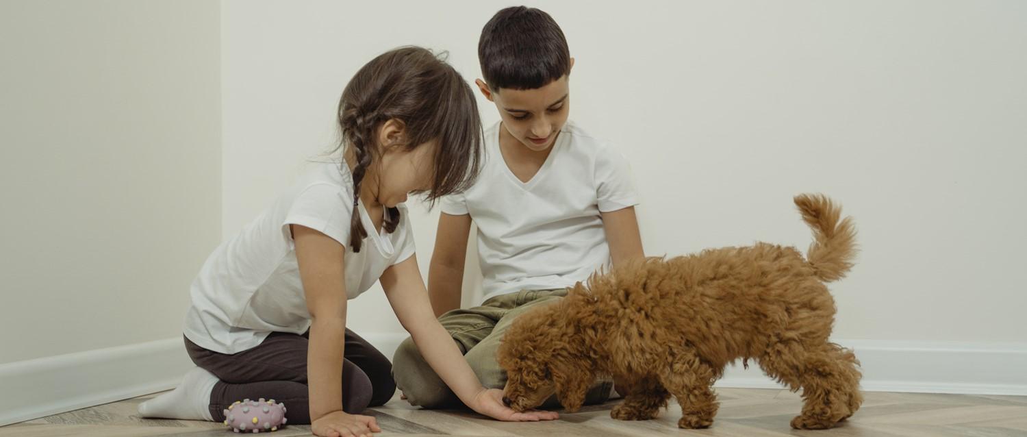 Wie können Hunde zur Unterstützung von Familien mit autistischen Kindern beitragen?