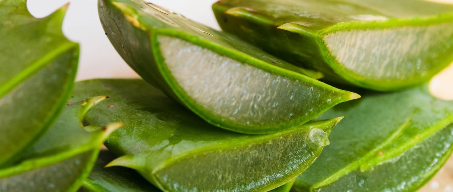 Hilft Aloe-Vera-Saft wirklich bei der Darmgesundheit?