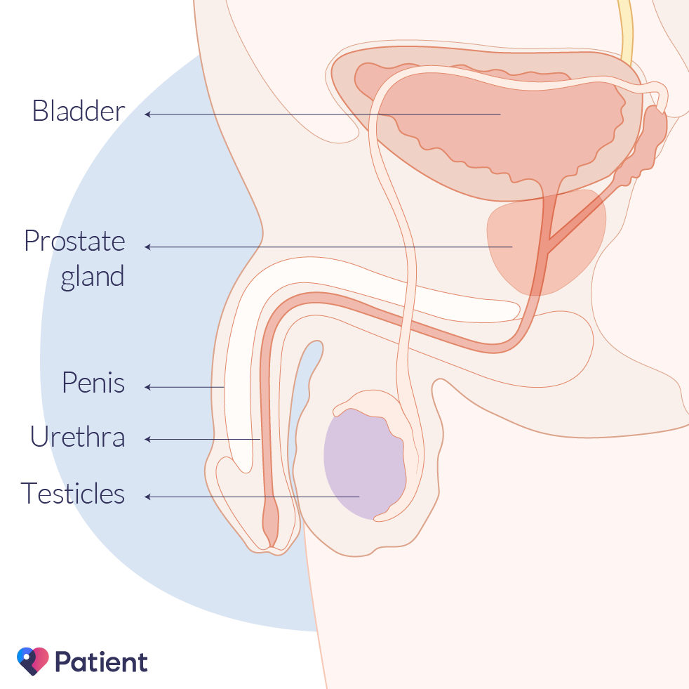 Die Prostata und ihre Nachbarorgane