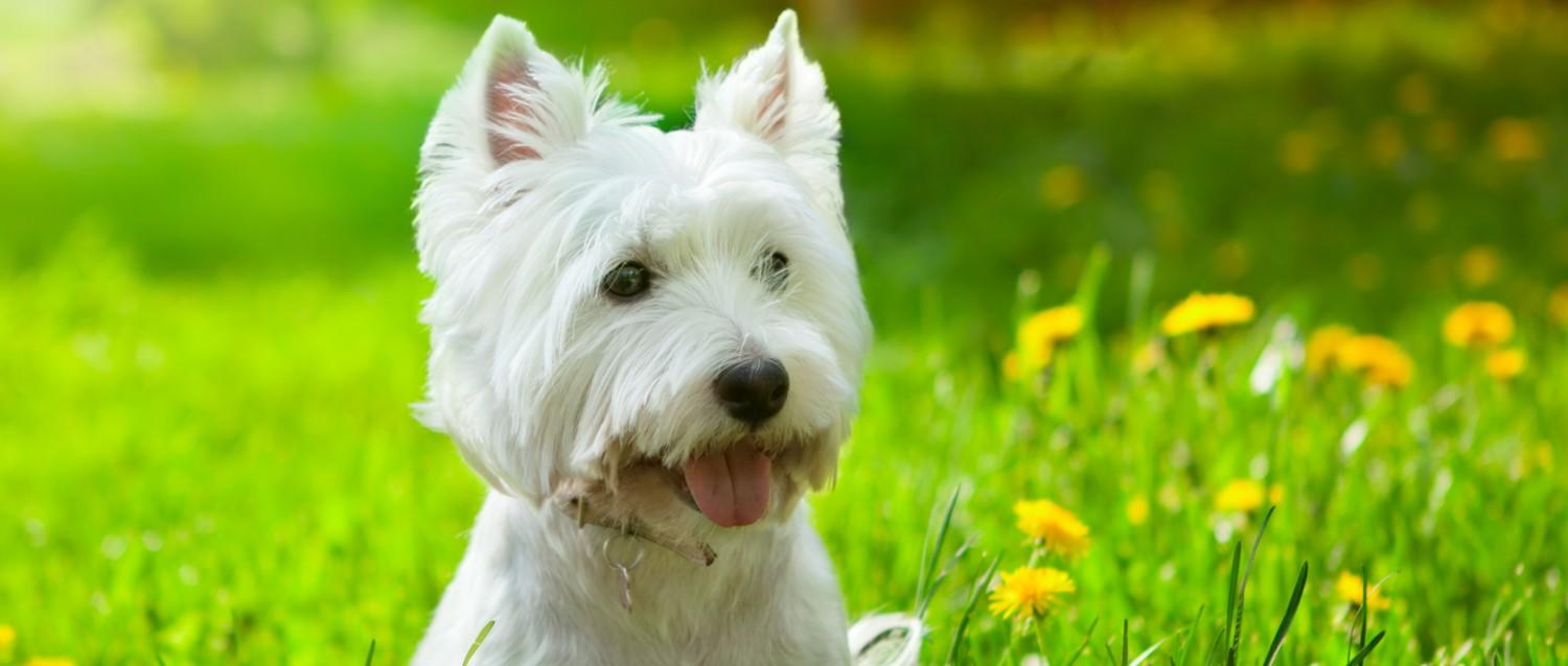 Spazierender Hund