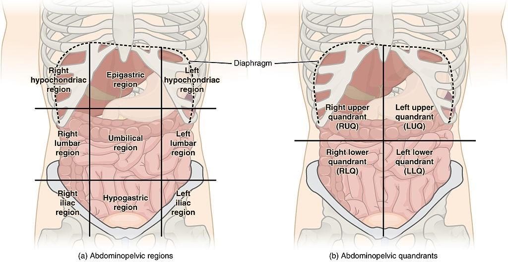 Regionen des abdominalen Quadranten